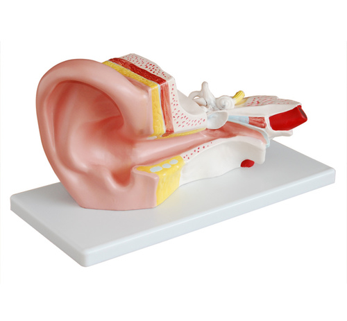 ConXport Middle Ear Model