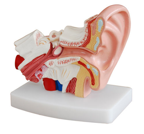 ConXport Desktop Ear Model