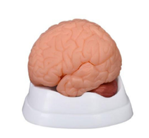 ConXport New Style Brain Model 9 Parts