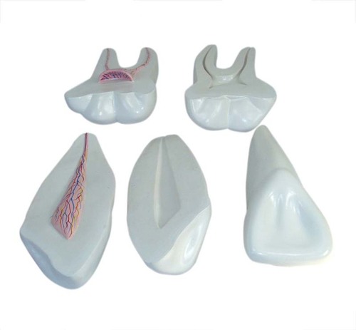 ConXport Expansion Model of Human Teeth