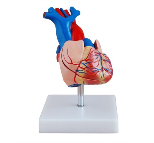 ConXport Life-Size Heart Model