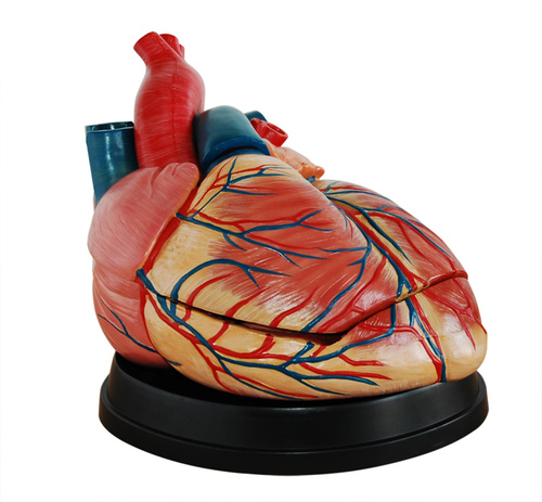 ConXport New Style Jumbo Heart Model