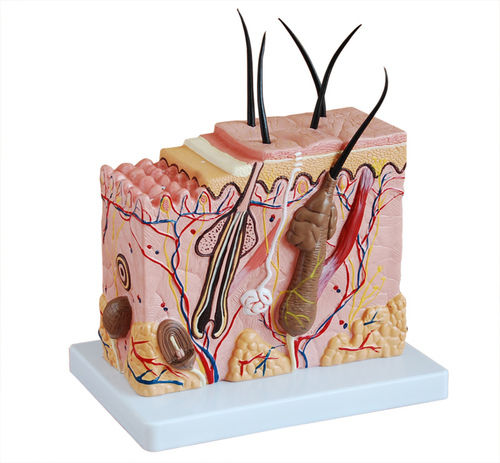 ConXport Skin Block Model