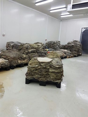 Dry Salted Beef Omasum for Export