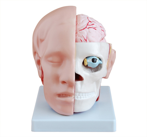 ConXport Head with Brain