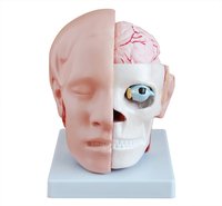 ConXport Head with Brain