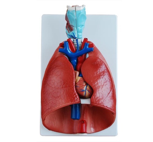 ConXport Larynx, Heart and Lung Model