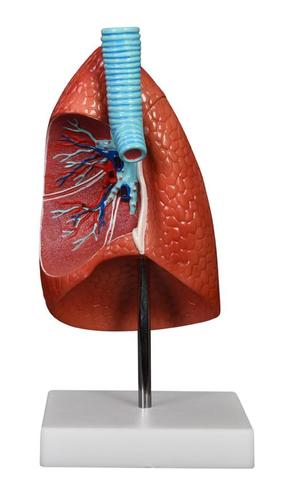 ConXport Lung Model 1 Part By CONTEMPORARY EXPORT INDUSTRY