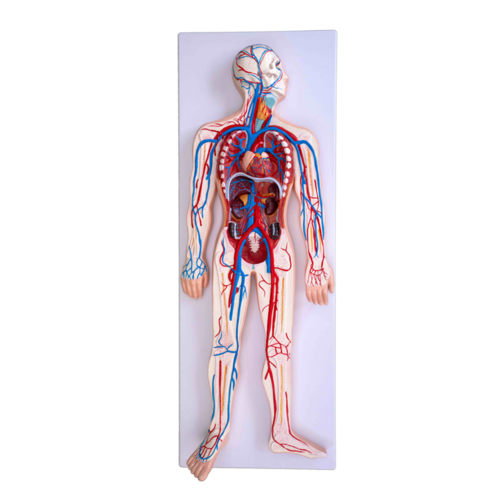 ConXport Circulatory System