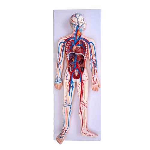 ConXport Circulatory System