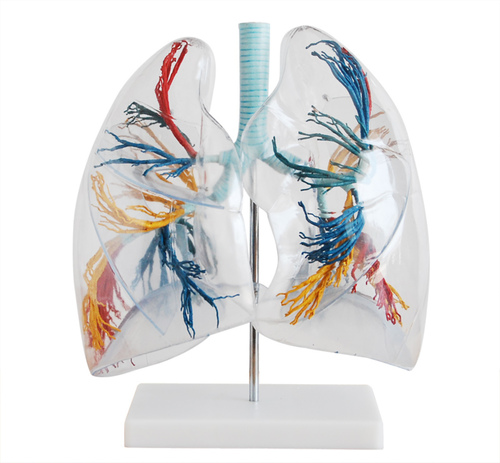ConXport Model of the Transparent Lung Segment By CONTEMPORARY EXPORT INDUSTRY