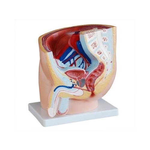 ConXport Human Male Pelvis Section