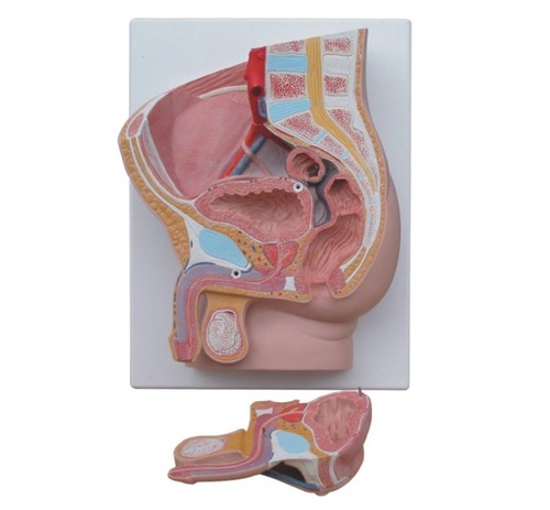 ConXport Human Male Pelvis Section (2 Parts)