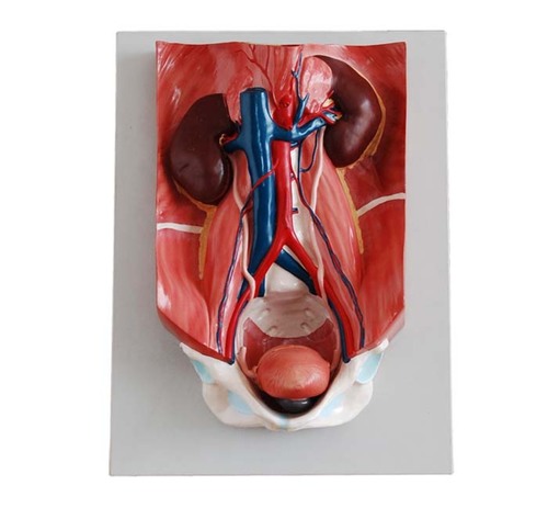 ConXport Urinary System Model