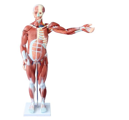 ConXport 80CM Human Muscle Model Male (27 PARTS By CONTEMPORARY EXPORT INDUSTRY