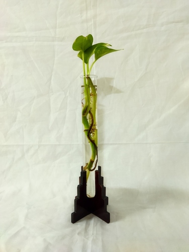 Decorative Planter Tubes In Wooden Holder Height: 22.5  Centimeter (Cm)