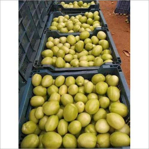 Fresh Green Tomato By MEPL EXIM