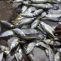 Indian Mackerel Fish - Silver Color, Various Sizes | Bulk Order Only, Genuine Buyer Only, Refrigerated Storage, Trawl Caught