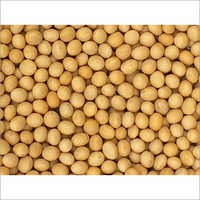 Non GMO Soybeans