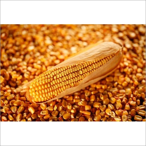 Non GMO Yellow Corn Animal Feed
