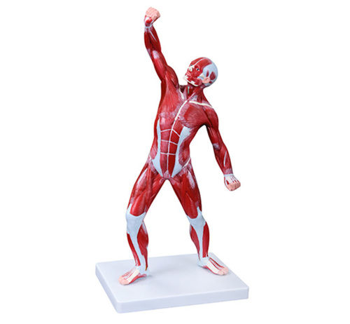 Conxport 50cm Human Muscle Model Male (1 Part)