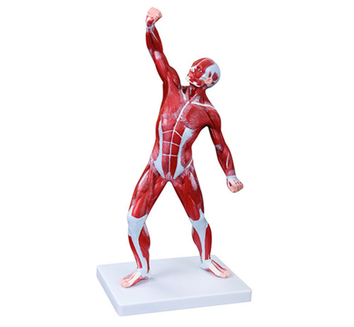 ConXport 50CM Human Muscle Model Male (1 Part)