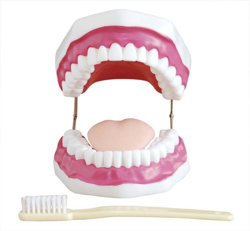 ConXport Dental Care Model (28 Teeth)
