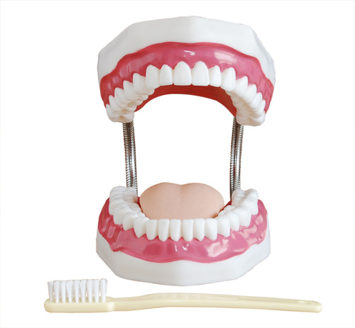 ConXport Dental Care Model (32 Teeth By CONTEMPORARY EXPORT INDUSTRY