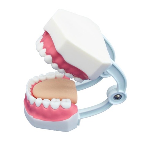 ConXport Small Dental Care Model (28teeth)