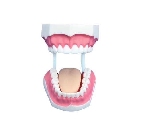 ConXport Small Dental Care Model (32teeth)