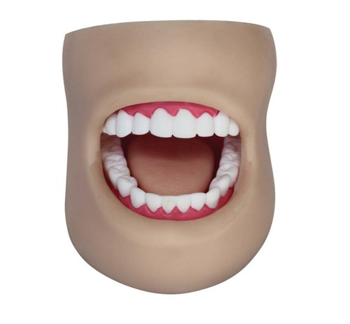 ConXport Dental Care Model(With Cheek)