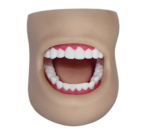 Conxport Dental Care Model(with Cheek)