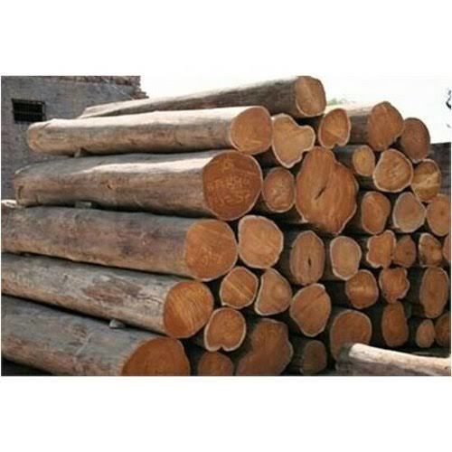 Cp Nagpur teakwood