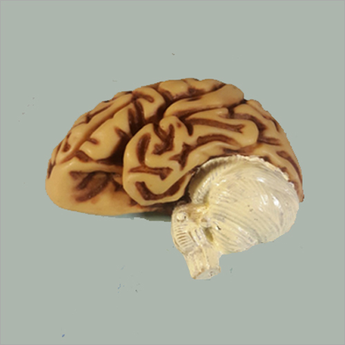 Brain Model