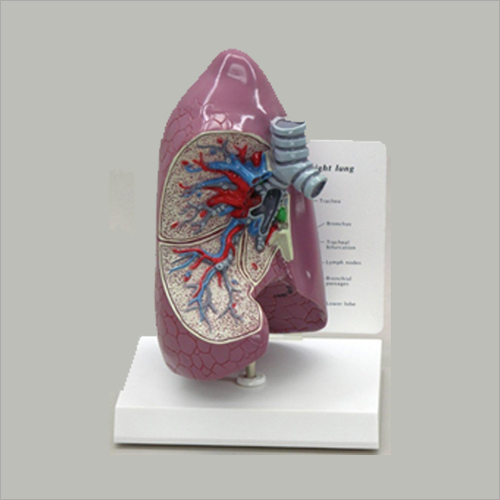 Lung Model