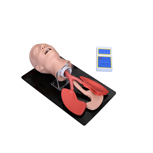 ConXport Advanced Human Trachea Intubation Model