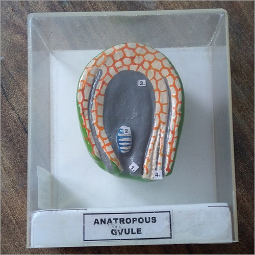 Anatropous Ovule