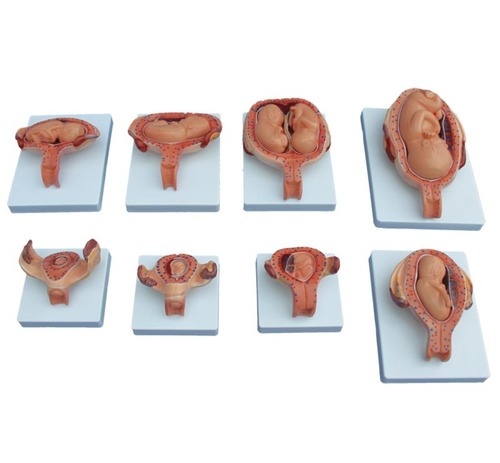 ConXport The Development Process for Fetus (Half-Size By CONTEMPORARY EXPORT INDUSTRY