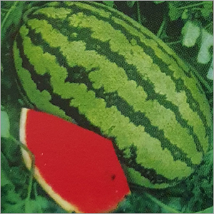 F1 Hybrid Watermelon Seed