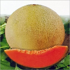 F1 Hybrid Musk Melon Seed