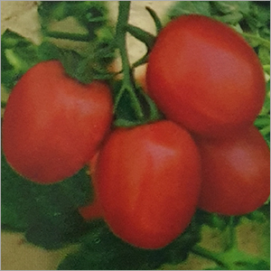 Common F1 Hybrid Tomato Seed