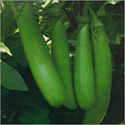 F1 Hybrid Brinjal Seed