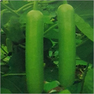 F1 Hybrid Bottle Gourd Seed