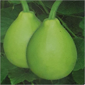 F1 Hybrid Round Bottle Gourd Seed