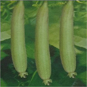 Common F1 Hybrid Sponge Gourd Seed