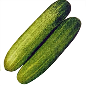 Common F1 Hybrid Cucumber Seed