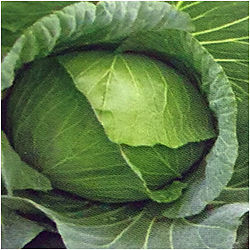 F1 Hybrid Cabbage Seed