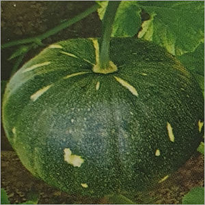 Common F1 Hybrid Pumpkin Seed