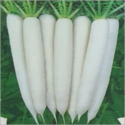 F1 Hybrid Radish Seed