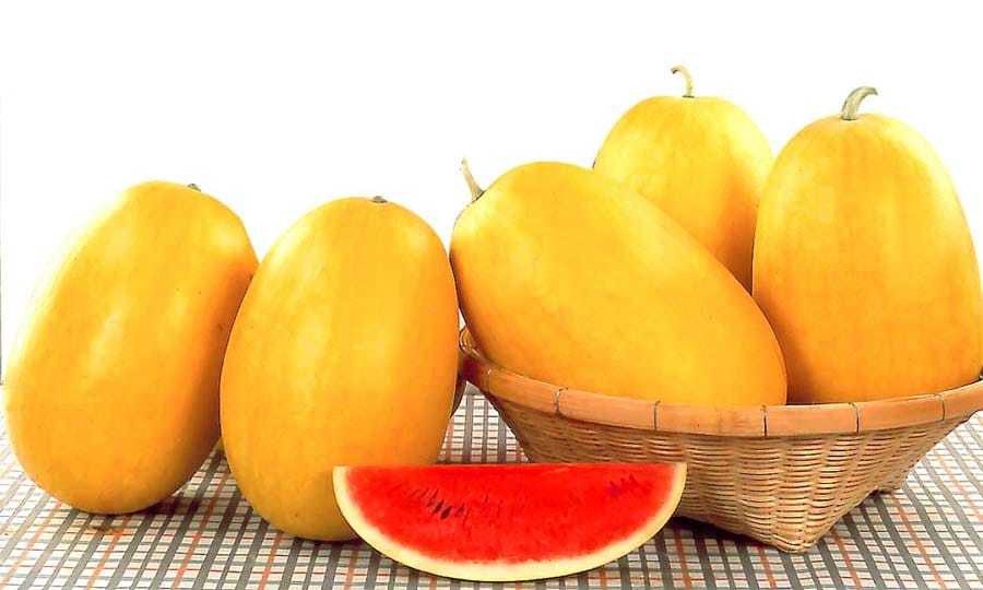 Yellow Lion F1 Hybrid Watermelon Seeds